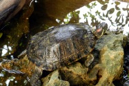 176-cucphuonnp