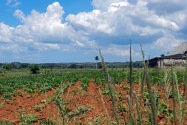 Viñales