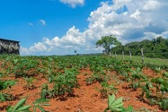 Viñales