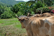 Viñales