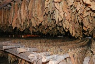 Viñales
