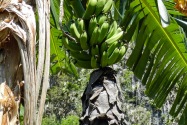 Viñales