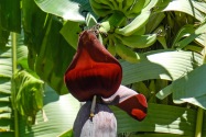 Viñales