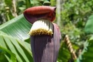 Viñales