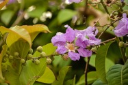 Viñales