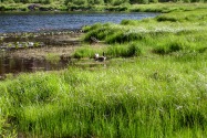 14-LillyLake