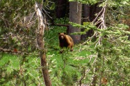 Yosemite NP, CA